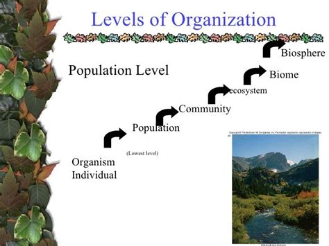 35 Label Each Level Of Organization On The Diagram - Labels Design