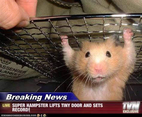 Breaking News Super Hampster Lifts Tiny Door And Sets Record