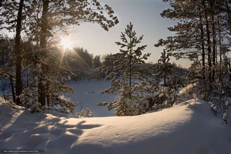 Descargar gratis invierno, nieve, rboles en la nieve ...