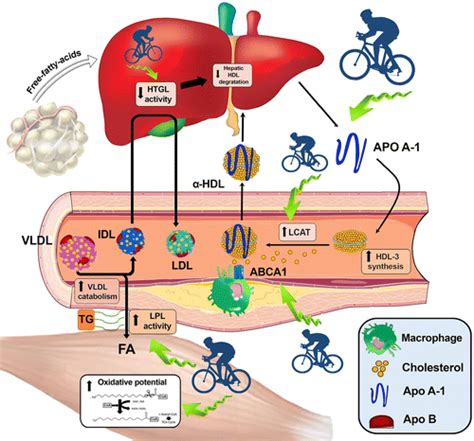 The Effects Of Exercise Training On Lipid Metabolism And Coronary Heart