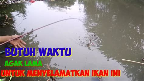 Dalam kegiatan belajar mengajar tidak terbatas waktunya. Menyelamatkan ikan yang terjebak/terjerat di sungai - YouTube