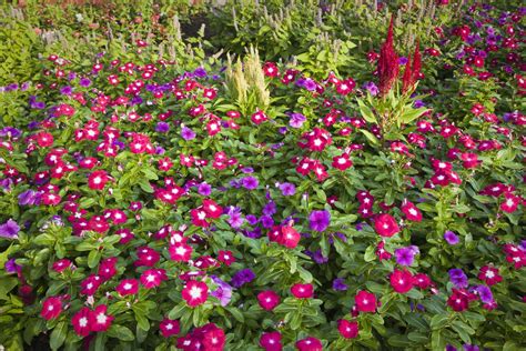 Annual Vinca Flowers Growing The Madagascar Periwinkle