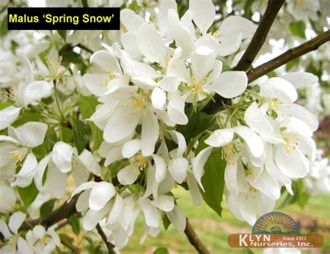 Malus Spring Snow Klyn Nurseries Inc