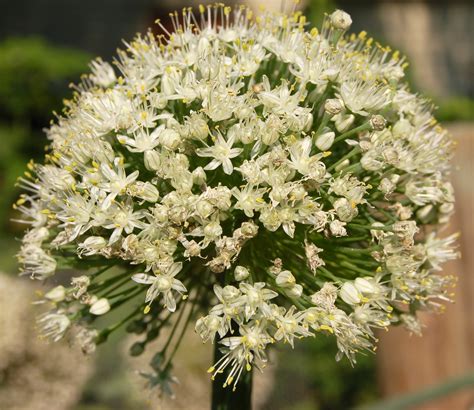 Yellow streaks on bases of of first leaves; File:Onion Flower Head.jpg - Wikimedia Commons
