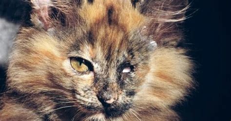 Jika kotoran yang ada di dalam mata kucing di biarkan saja dan. Obat Sakit Mata Pada Kucing Persia - Renunganku