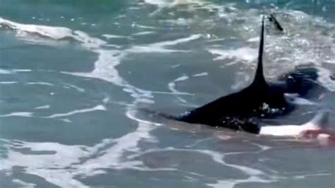 Watch Hammerhead Shark Feeding In Shallow Waters