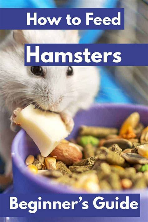 How To Feed Hamsters A Guide For Beginners Hamsters 101 Hamster