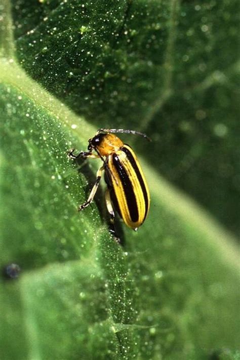 How To Get Rid Of Cucumber Beetles Dengarden