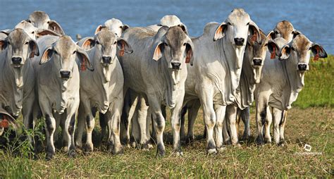 Brahman Cow Breed All About Cow Photos