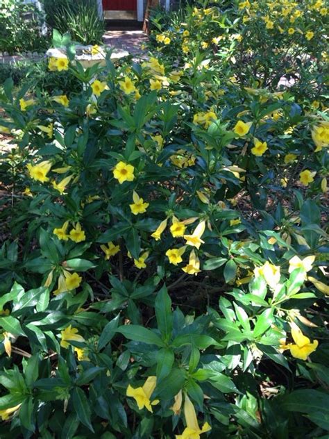 Small Shrubs With Yellow Flowers Mbi Garden Plant
