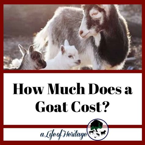 How Much Does A Goat Cost And How Much Does A Baby Goat Cost