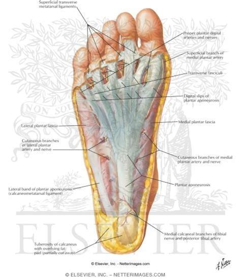 Sole Of Foot Anatomy