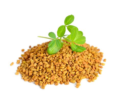 Fenugreek is an annual plant and its seeds are widely used as the spice in dishes from south to central asia because of its health benefits. Fenugreek powder (Methi) - Love My Hair