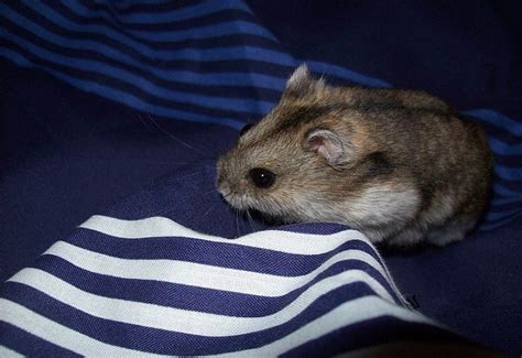 Campbells Russian Dwarf Hamster Info Pictures Temperament And Traits