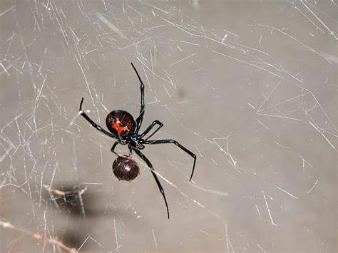 What States Are Black Widow Spiders In Utahs Dangerous Spiders