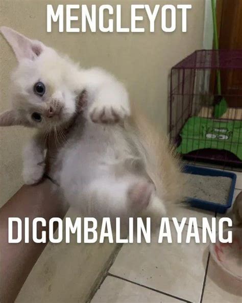 10 Meme Ayang Ayangan Ala Anabul Bikin Gemas