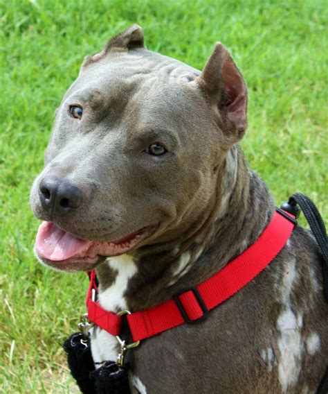 Pitbull or american pit bull terrier was used in blood sports such as bull baiting or bear baiting etc before these were banned. American Pit Bull Terrier. PerrosAmigos.com
