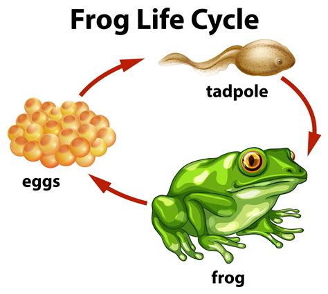 A Frog Life Cycle On White Background 294871 Vector Art At Vecteezy