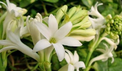 Cara Menanam dan Merawat Bunga Sedap Malam | Bibit Online