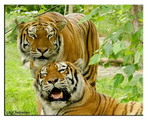 Encyclopedia Of Animal Facts And Pictures Siberian Tigers