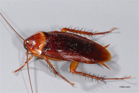 American Cockroach Vol 5 No 25 Mississippi State University Extension Service