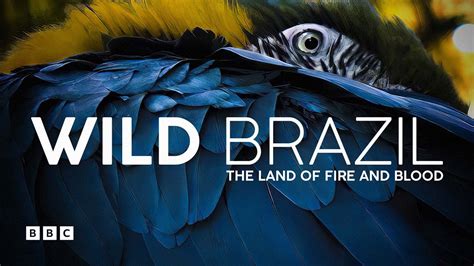 Wild Brazil Bbc Select Youtube
