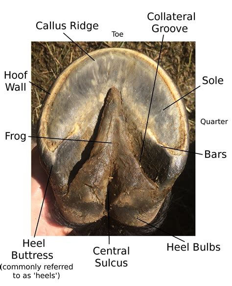 Natural Hoof Care Hoofschmitz