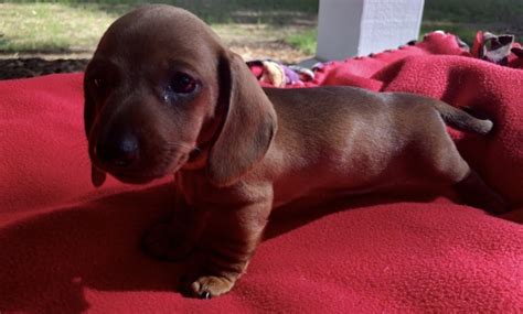 Dachshund rescue of northern caiifornia (drnc) is a network of independent voiunteers who work together to rescue abandoned, abused, and/or unwanted dachshunds. Miniature Dachshund Puppies For Sale | California City, CA ...