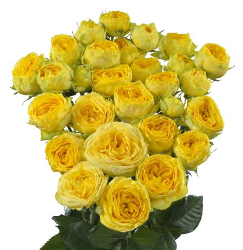Golden Trendsetter Garden Spray Roses Florabundance Wholesale Flowers