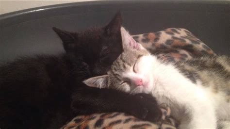 Maybe you would like to learn more about one of these? Calling all cat lovers! Animal shelter in need of 'kitten ...
