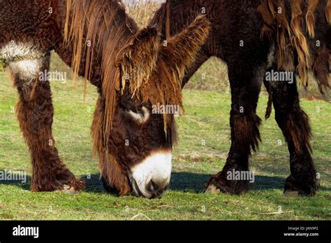 The Poitou Donkey Stock Photo Alamy