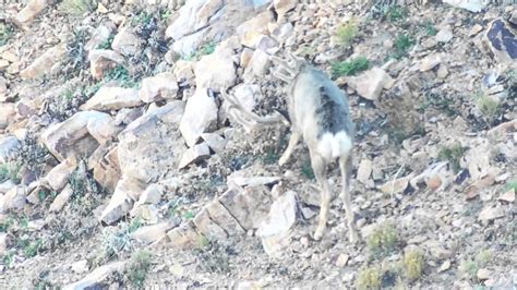 Zac Griffith Utah Non Typical Mule Deer Split Youtube