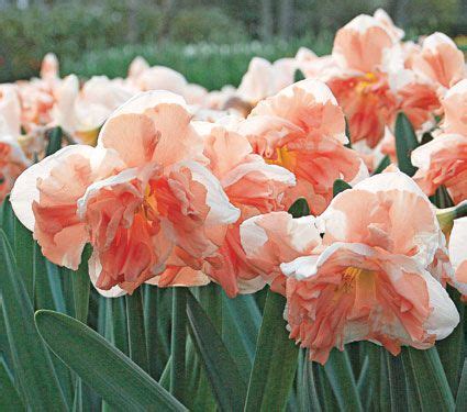 Peach.colored.flowers is a photograph by brian canevari which was uploaded on march 18th, 2017. 48 best Peach Colored Flowers & Foliage images on ...