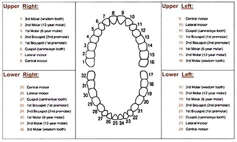 Tooth numbering in the dog complete canine teeth numbering. Dental+Tooth+Number+Chart | Pizza | Dental, Dental ...