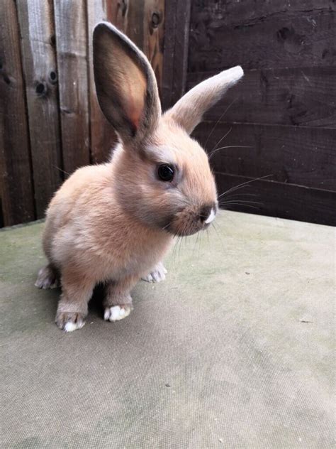 Baby Rabbits For Sale In Tonbridge Kent Gumtree