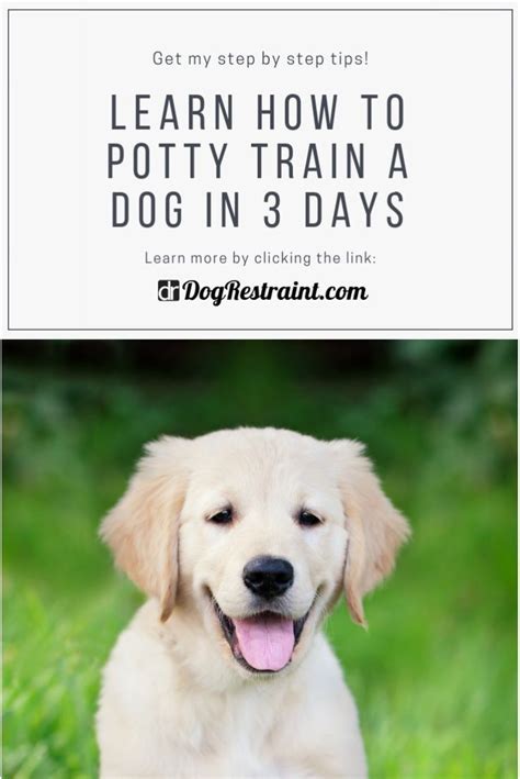 It may even set you and your puppy up for potty training success fast. How To Potty Train a Dog in 3 Days | Dog training ...