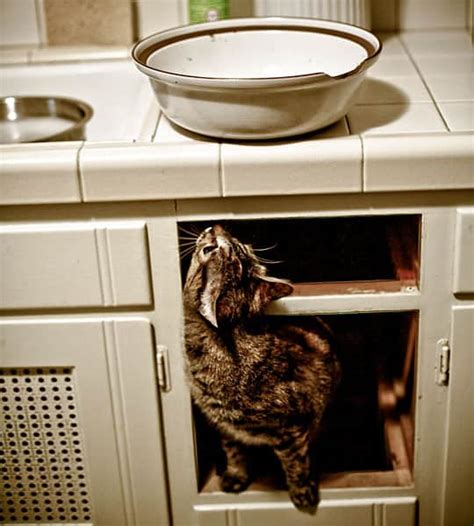 Weruva cat, cats in the kitchen, best friend foods or best feline friend or b.f.f (it literally says that on their website), truluxe, and pumpkin patch up. Kittens in the Kitchen! A Cuteness Break for Your Post ...