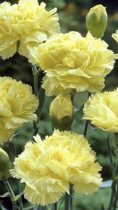 30 Yellow Carnations Ideas In 2021 Yellow Carnations Carnations