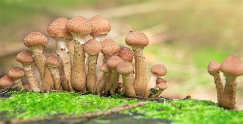 Can You Eat Honey Mushroom? (Or Is This Fungus Toxic?) - Dr. Axe