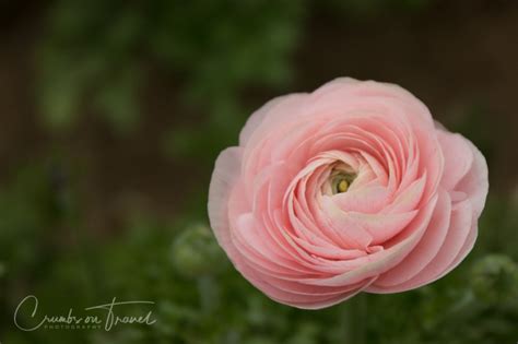 Flowers that look like roses