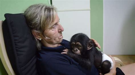 Baby Chimp Cuddles With A Plush Monkey After Being Rejected By His