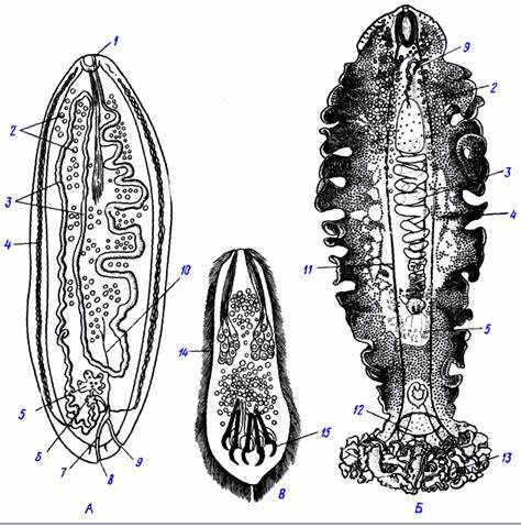 Рис. 170 (zu) Представители класса Cestodaria Картинка - Рис. 170 (zu) Представители класса Cestodaria