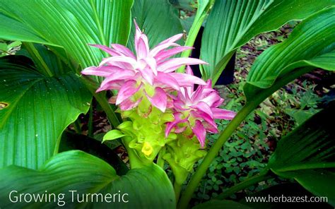 For growing turmeric in pots, choose a large pot as this amazing herb can easily exceed the height of 1 m. Growing Turmeric | HerbaZest