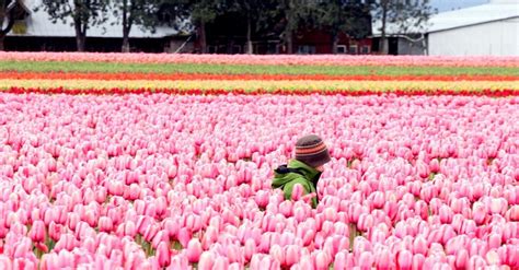 We suggest ordering a size larger than you might normally wear. Bloomin' fun: A user's guide to the Skagit Valley Tulip ...