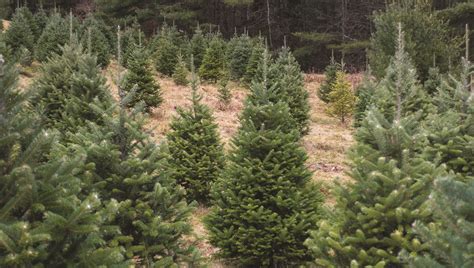 Cut your own christmas tree mn. Cut your own Christmas tree on Saturday and Sunday ...