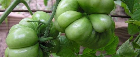 Tomato Lycopersicon Lycopersicum Reisetomate