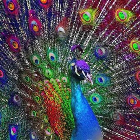 Beautiful Peacock | 5D Diamond Painting Kits | OLOEE