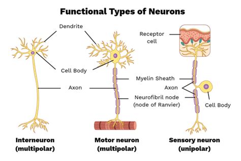 Functional Classification Of Neurons Labster