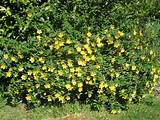 Pictures of Yellow Flowering Shrub
