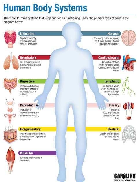 Infographic Human Body Systems Carolina Biological Supply